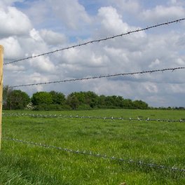 Barbed Wire