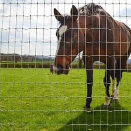 Horse Fence